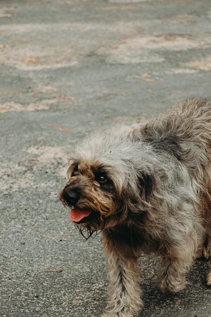 Pumba